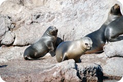 cabo blanco lobos-marinos