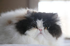 You may think of me as  just a small, insignificant kitty, however, you should know...