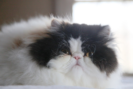 You may think of me as  just a small, insignificant kitty, however, you should know...