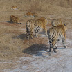 056 - Siberian Tiger Park.JPG