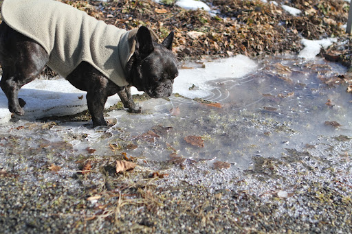 Sharkey, I'm getting a little tired of cold, snow, and ice.