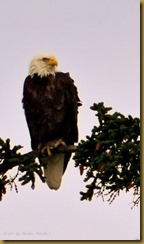 untitled Bald Eagle_2_MSB_0954 September 03, 2011 NIKON D300S