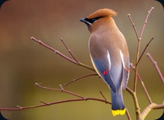 Cedar Waxwing4 Cedar Waxwing4