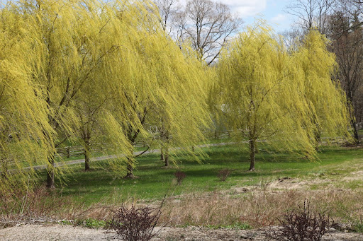 Don't you just love how the wind swishes through the foliage?