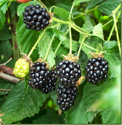 blackberry1