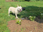 I'll start digging holes with the trowel.  These plants perform best in rich and well-drained soil, which is what we have here at the farm.