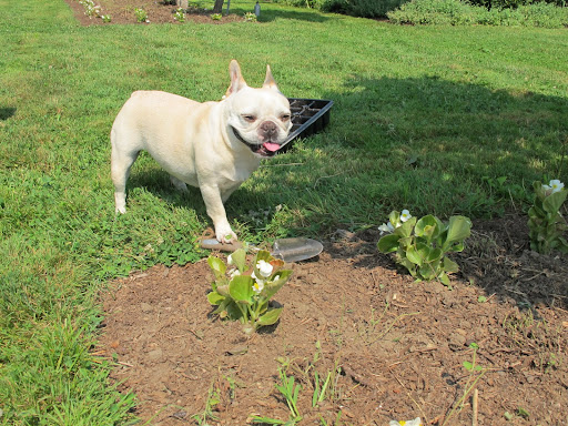 I'll start digging holes with the trowel.  These plants perform best in rich and well-drained soil, which is what we have here at the farm.