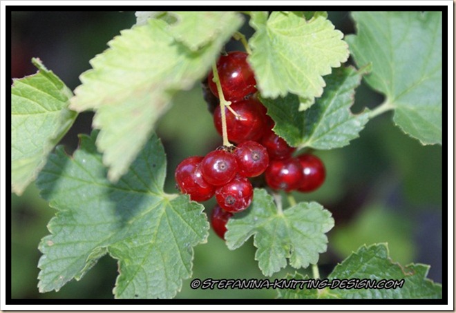 Redcurrant