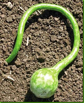 Extra long dipper gourd