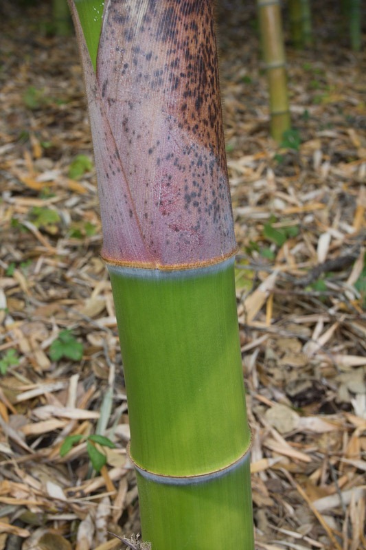 [120427_Hakone_Phyllostachys_edulis_04%255B3%255D.jpg]