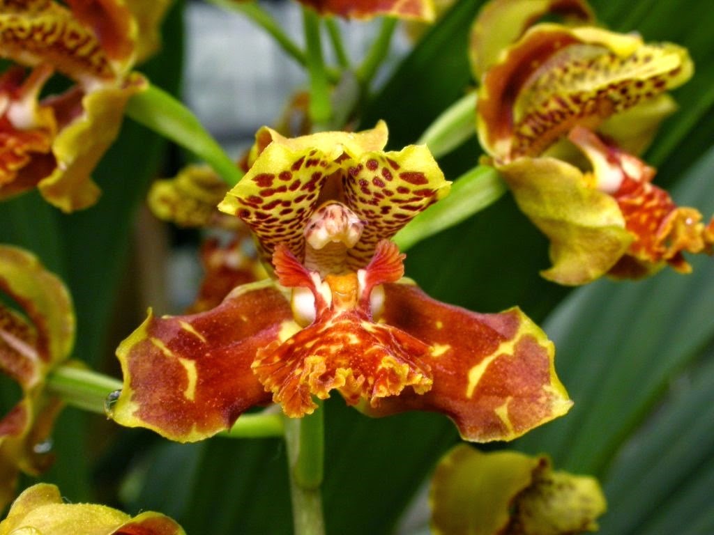 [OR%2520Rudolfiella%2520picta%255B6%255D.jpg]