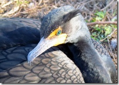 Cormorant on the Anhinga Trail