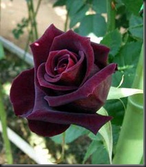 black-baccara-rose_1