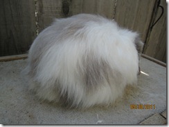 IMG_1045 IMG_1045