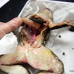 frog_spleen_revealed.JPG