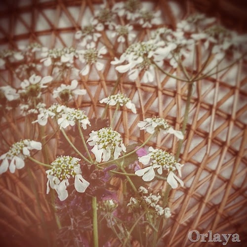orlaya orlaya white spring wild flower