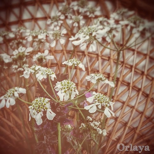 orlaya white spring wild flower