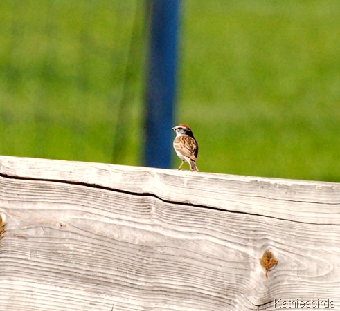16. Chip sparrow-kab