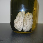 human_brain02.JPG