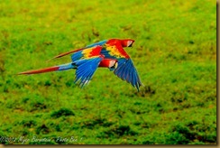 Scarlet Macaw- Ana macao