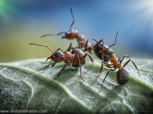 formigas inacreditaveis incriveis desbaratinando (38) formigas inacreditaveis incriveis desbaratinando (38)
