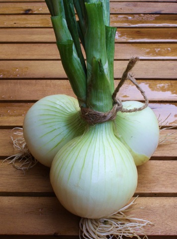 [summer%2520onions%255B5%255D.jpg]