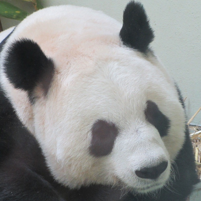 [panda-she%255B3%255D.jpg]