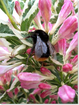 weigela florida variegata, weigela and bumblebee