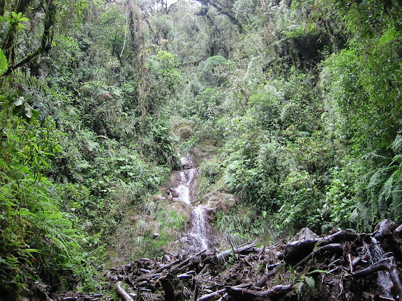 Yungas : sur la route de Coroico, près des cascades de Sacramento Alto (2700 m). Bolivie, 11 janvier 2004. Photo : Peter Møllmann