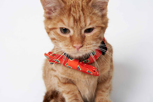 James - Male Red Tabby Kitten
A feisty little furball who would love someone to play around with. He is lovable and super easygoing- give him a piece of crumbled paper and he is happy playing for hours. (See link in post). James - Male Red Tabby Kitten
A feisty little furball who would love someone to play around with. He is lovable and super easygoing- give him a piece of crumbled paper and he is happy playing for hours. (See link in post).