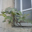 A plant is growing of the window of the bathroom