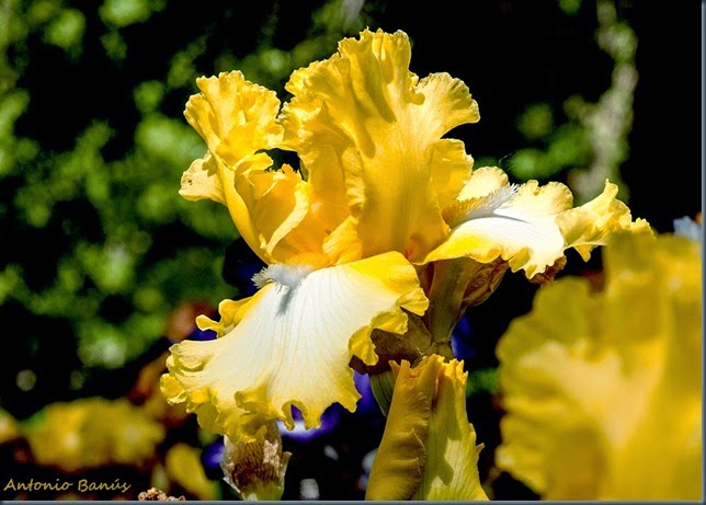 7 iris it's magic _dsc8250x1