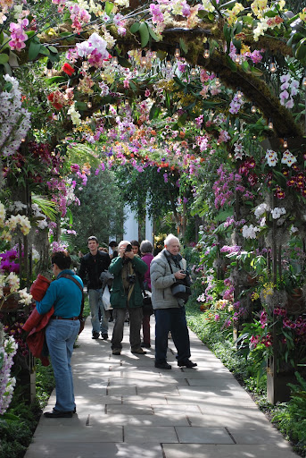 It wasn't long before visitors started photographing the orchids. Who could resist?