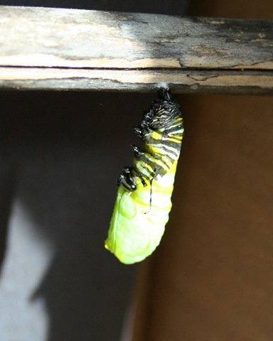 [IMG_8153%255B3%255D.jpg]