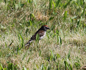 Chipping Sparrow - many were present today