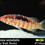 Serranus_annularis.jpg