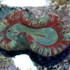 DSC_2157.jpg