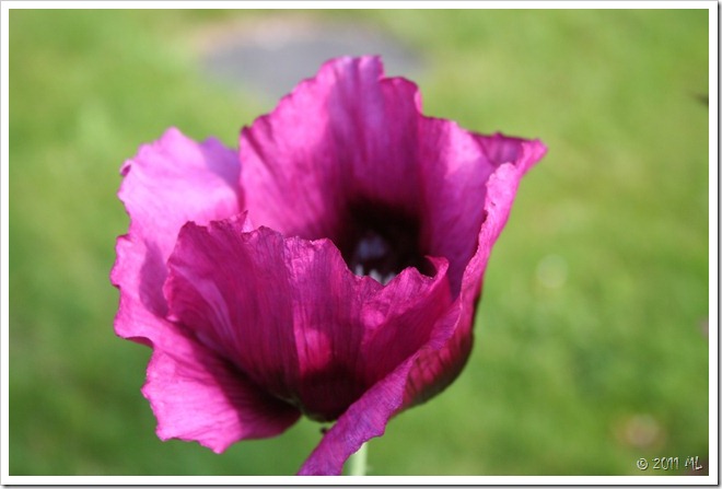 IMG_5910 IMG_5910