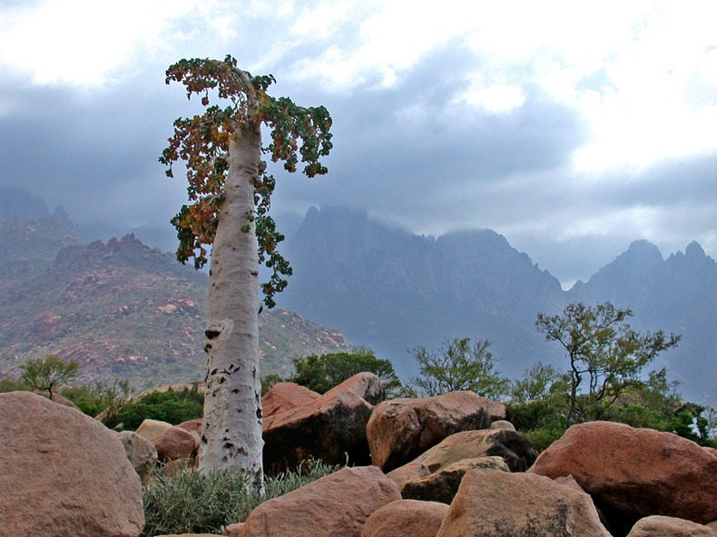 بالصور: "سقطرى" جزيرة النباتات المدهشة في خليج عدن Socotra-1%25255B2%25255D