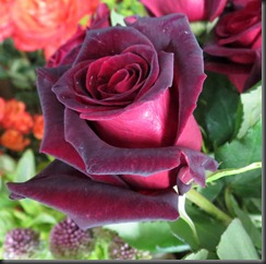 Rose 'Black Baccara'