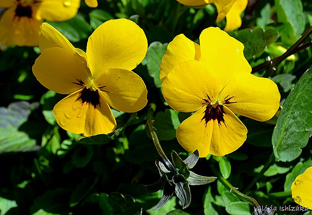 Glória Ishizaka - Flor amarela 34