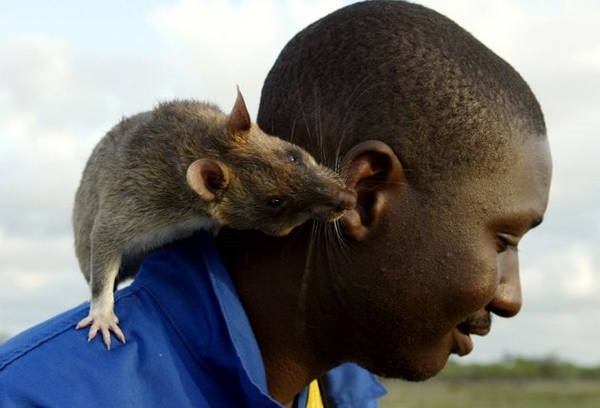 1- Os ratos gigantes de Gâmbia 1- Os ratos gigantes de Gâmbia