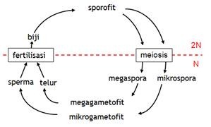 REPRODUKSI TUMB BIJI REPRODUKSI TUMB BIJI