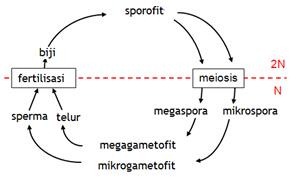 REPRODUKSI  TUMB BIJI