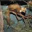– Baummarder – Baummarder