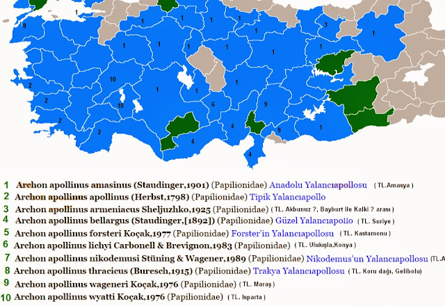 Les sous-espèces d'Archon apollinus en Turquie. http://www.adamerkelebek.org/IcerikDetay.asp?IcerikKatId=2&TurId=177