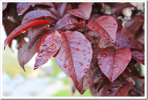 130331_Prunus-cerasifera-Krauter-Vesuvius_01