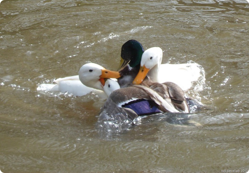 SAM_0007 Duck Brawl