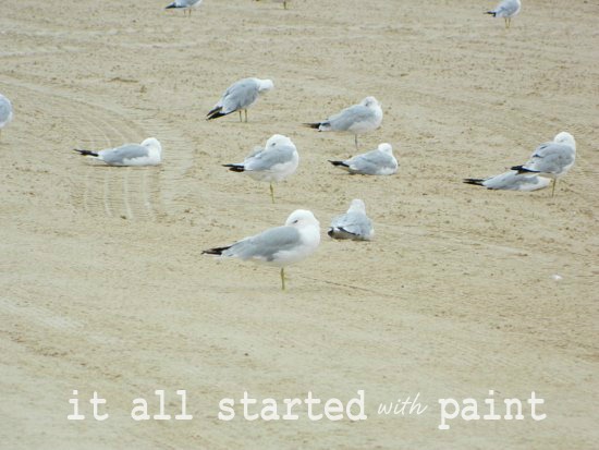 [Lake%2520Michigan%2520Beach%2520Seagulls.%2520Picknicked%255B4%255D.jpg]