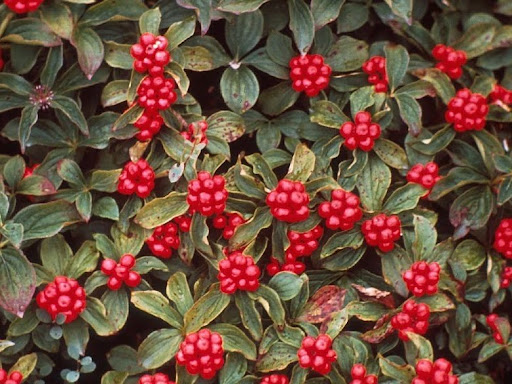 Dogwood+tree+berries+edible